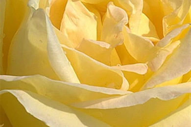 Yellow Rose Photos And Wallpapers