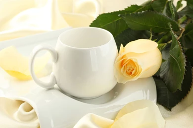 Beautiful Yellow Rose, Cup, Flower, Flowers, 2560x1600 HD ...
