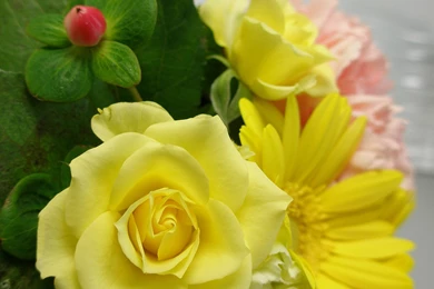 Yellow Rose Desktop Wallpapers