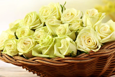 Yellow Rose Wallpapers 205870