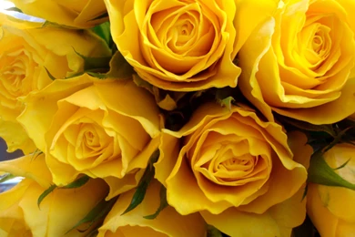 Yellow Rose Wallpapers   Wallpapers HD Wide