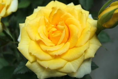 Yellow Roses Wallpapers HD 10.jpg