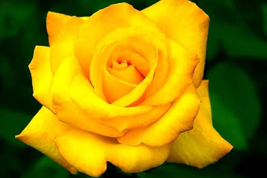 Yellow Rose Flower Wallpapers   Wallpapers Cave