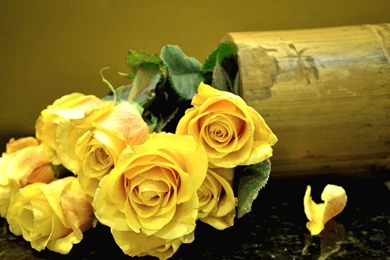 Totally Gorgeous Rose Wallpapers