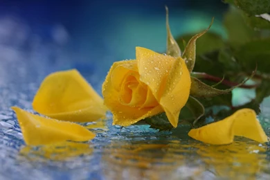 Yellow Rose Water 1920×1200