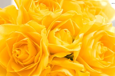 Yellow Roses Wallpapers Flower Wallpapers