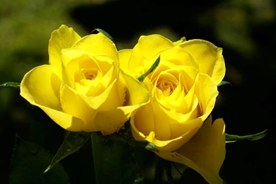 Yellow Rose Wallpapers Top Wallpapers Desktop