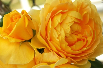 Yellow Roses Wallpapers   Flower Wallpapers