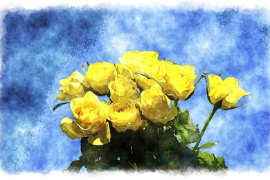 Yellow Rose Photos And Wallpapers