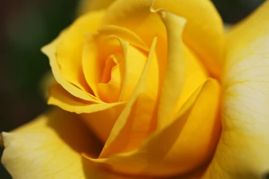 Yellow Roses Wallpapers HD (5)