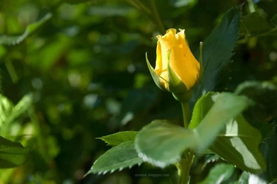 Yellow Rose Wallpapers For Desktop Backgrounds