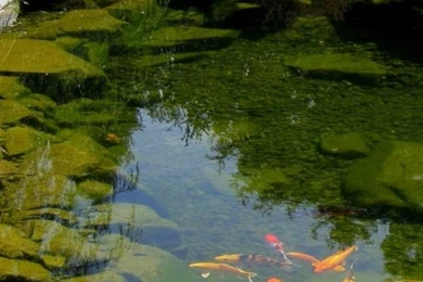 Download Koi Puzzle And Live Wallpapers Android Games APK   4539918 ...