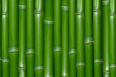 81 Bamboo HD Wallpapers