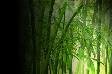 Bamboo Wallpapers   216529