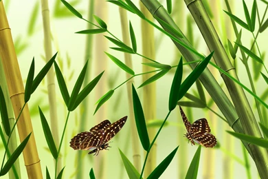 Yellow Bamboo Wallpaper Images For Desktop Backgrounds   Ndemok.com