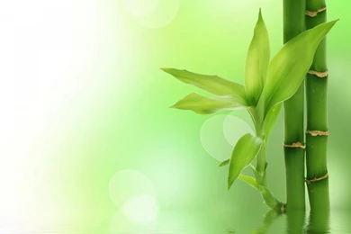 Green Bamboo Wallpapers   Wallpapers High Definition
