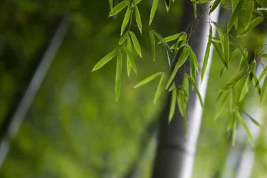Bamboo Wallpapers Widescreen