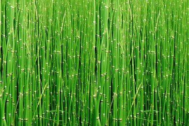 Bamboo Wallpapers High Quality