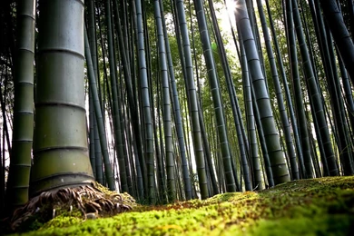 Bamboo HD Wallpapers