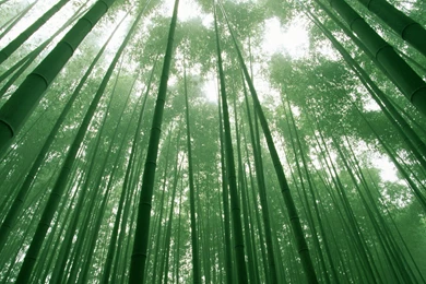 4K Ultra HD Bamboo Wallpapers HD, Desktop Backgrounds 3840x2160 ...