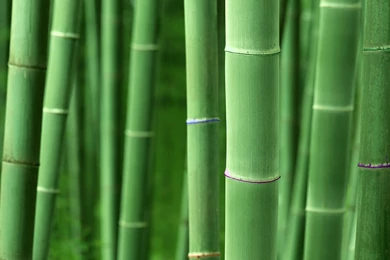 Bamboo Wallpapers   Wallupor