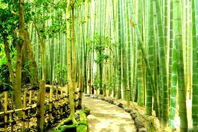 Bamboo Forest Wallpapers HD Resolution   Ndemok.com
