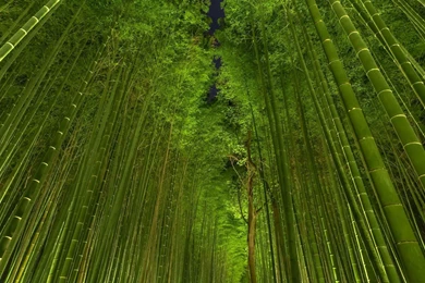 Bamboo Forest Computer Wallpapers