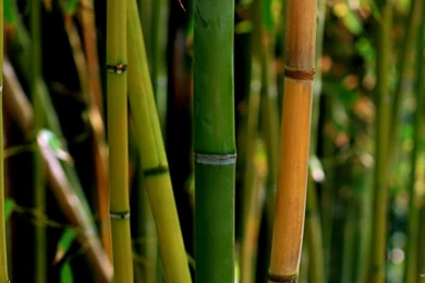 Yellow And Green Bamboo HD Wallpapers