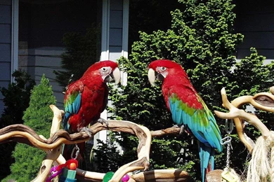 Free Wallpapers Parrots Talking