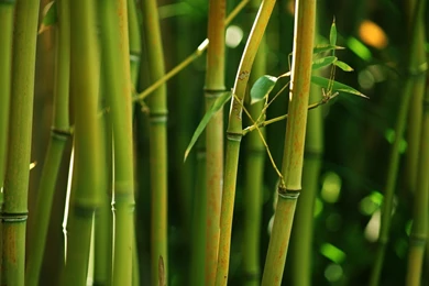 Bamboo Forest Wallpapers   Nature Wallpapers