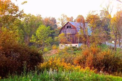 Morning Glow Of Fall In The Country   (