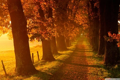 Autumn Road Nature Hd Wallpapers