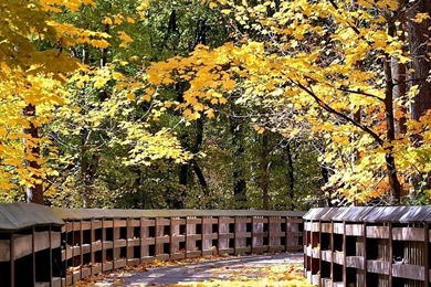 Photo: Country Road In Autumn   Autumn Road 41   Wallcoo.net