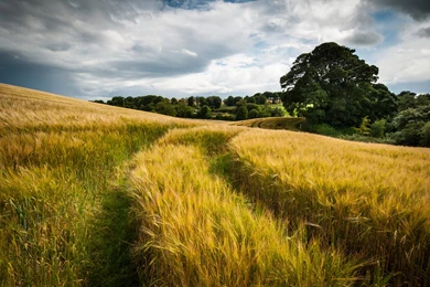 Nature Landscapes Fields Grass Wheat Hay Tracks Roads Path Gold ...