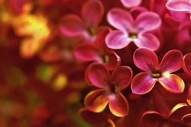 Flores Lilas Wallpaper HD Background.jpg