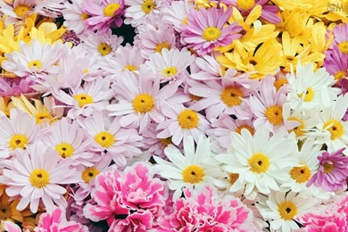 OsMais.com   Papel De Parede Flores   Papel De Parede,wallpapers ...