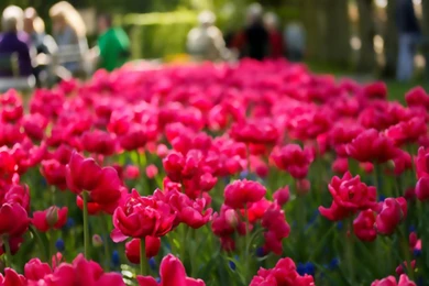 Flores Wallpapers By Azuliita On DeviantArt