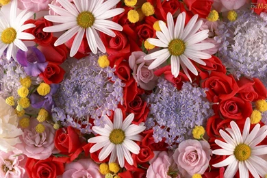 OsMais.com   Papel De Parede Flores No Seu Desktop   Papel De ...