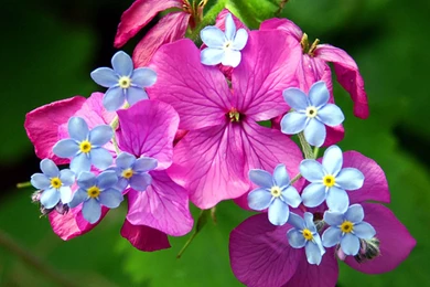 Nature Wallpapers   Flores, Slateblue, Lightsteelblue, Mediumorchid ...