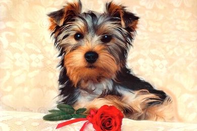 Wallpaper: Dogs Wallpapers