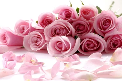 Flores Animadas Rosadas Fondos De Pantalla Imagenes Wallpapers ...