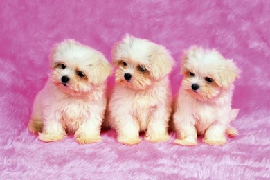 Cute Wallpaper Backgrounds Edition 572   Seo Wallpapers