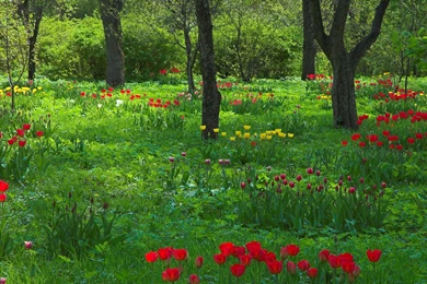 Bosque Flores Arboles Naturaleza Wallpapers