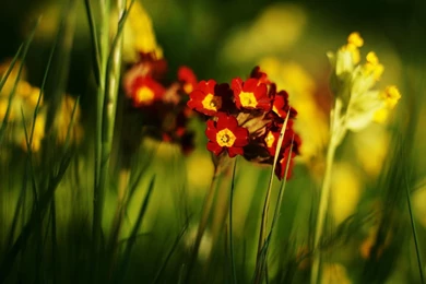 Flores Papeis De Parede Planos Fundo >> HD Wallpaper, Get It Now!