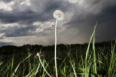 Dandelion Under The Stormy Sky Wallpapers   HD Wallpapers 71913