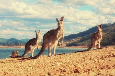 Kangaroo Wallpapers HD For Desktop