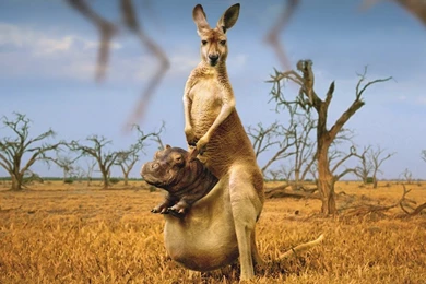 Kangaroo Wallpapers 5   HD Wallpaper Backgrounds