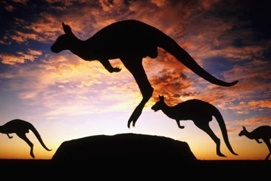 Kangaroo   Wallpaper.