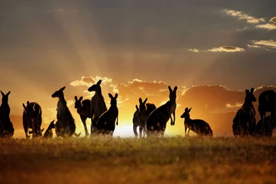 Kangaroo Wallpapers 12   HD Wallpaper Backgrounds