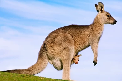45 Kangaroo HD Wallpapers